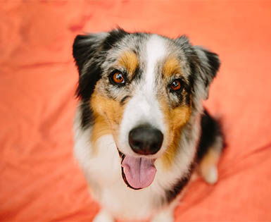 Happy, healthy dog