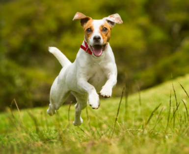 puppy having fun outside