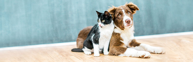 Cute cat and dog